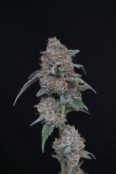 SherBacio OG Auto - Image 2