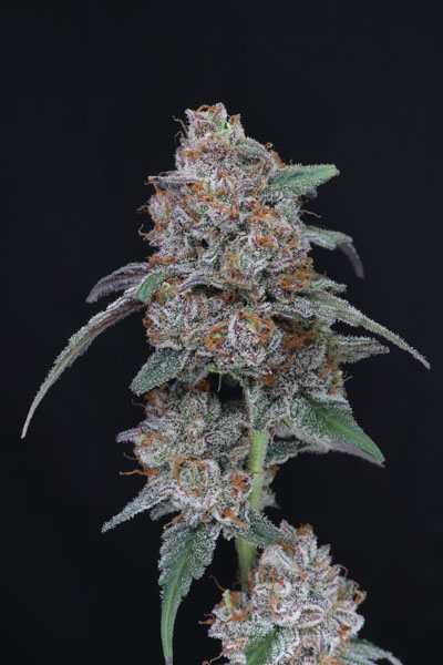 SherBacio OG Auto - Image 3