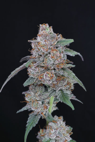 SherBacio OG Auto - Image 4