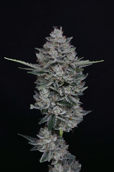 MAC² Auto - Image 3